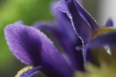 Bir çiçeğe yakın çekim