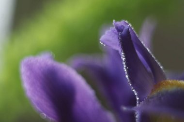 Bir çiçeğe yakın çekim