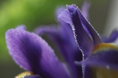 Bir çiçeğe yakın çekim