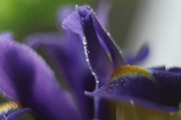 Um close de uma flor — Fotografia de Stock