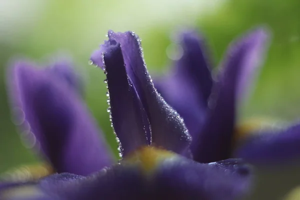 En närbild av en blomma — Stockfoto