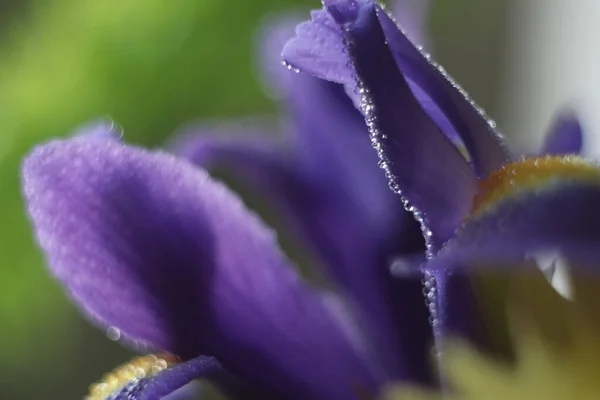 Een voorgrond van een bloem — Stockfoto