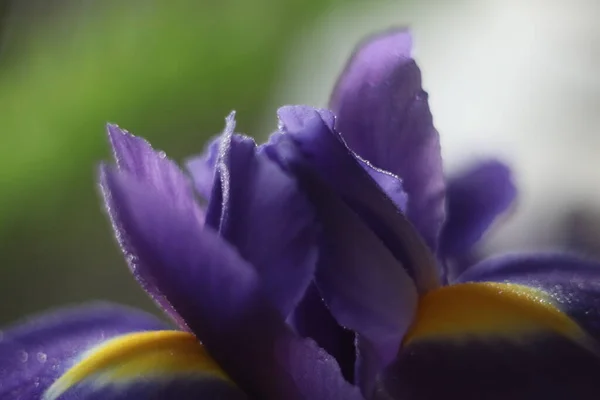 Eine Nahaufnahme einer Blume — Stockfoto