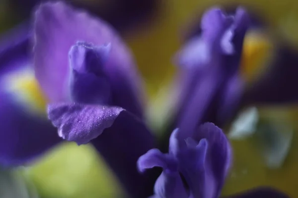 Крупный план цветка — стоковое фото