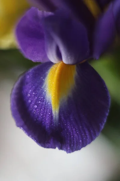 Een voorgrond van een bloem — Stockfoto