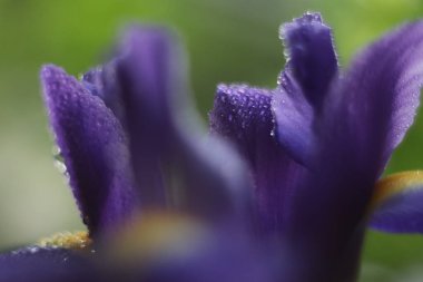 Bir çiçeğe yakın çekim