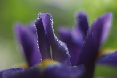 Bir çiçeğe yakın çekim