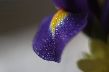 Mor bir çiçeğin üzerindeki bir damla su.