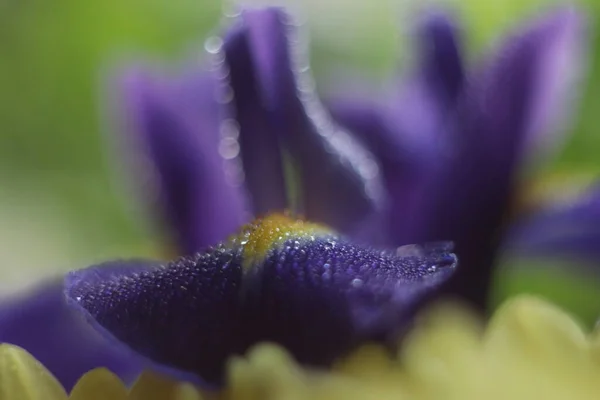 一朵花的特写 — 图库照片