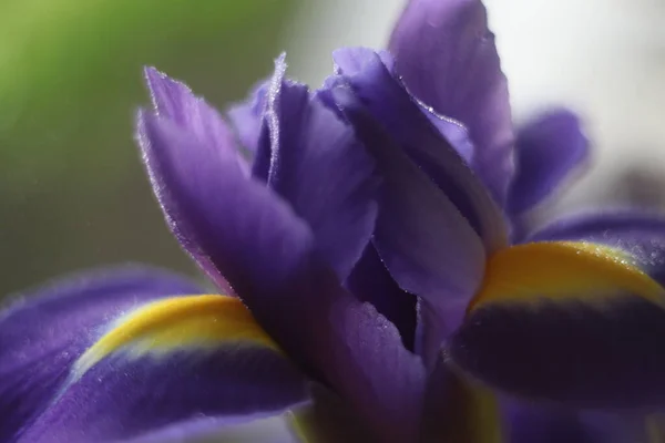Egy virág közelsége. — Stock Fotó