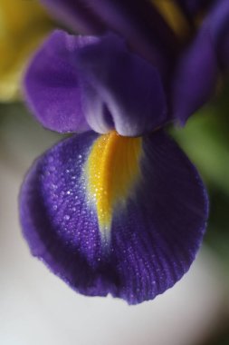 Mor çiçeğe yakın plan