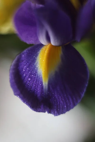 Un primo piano di un fiore — Foto Stock