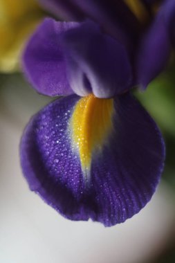 Mor çiçeğe yakın plan