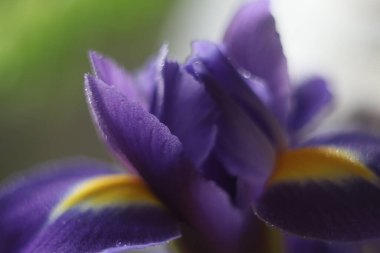 Bir çiçeğe yakın çekim