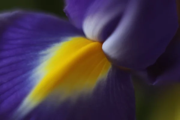 Un primo piano di un fiore — Foto Stock