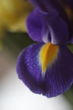 Bir çiçeğe yakın çekim