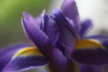 Bir çiçeğe yakın çekim