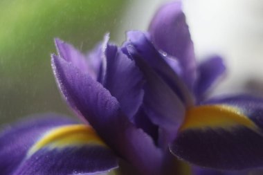 Bir çiçeğe yakın çekim