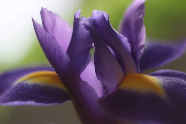 Un primer plano de una flor —  Fotos de Stock