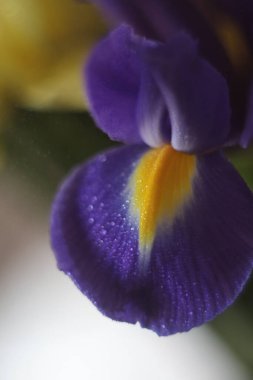 Bir çiçeğe yakın çekim