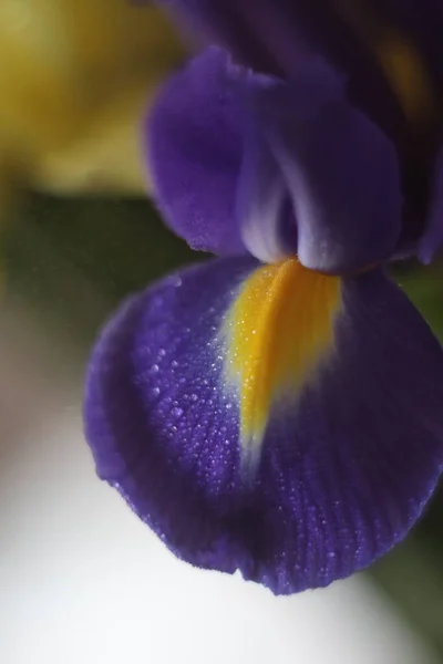 Een voorgrond van een bloem — Stockfoto