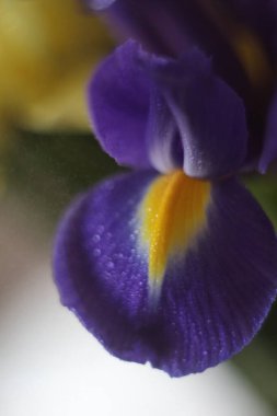 Bir oyuncağın yakın çekimi.