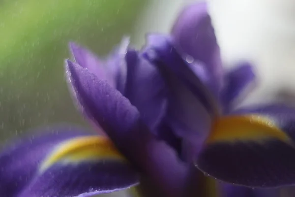 Um close de uma flor — Fotografia de Stock