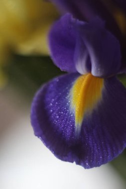 Bir çiçeğe yakın çekim