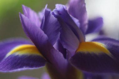 Bir çiçeğe yakın çekim