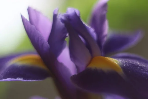 A close up of a purple flower — Stock Photo, Image