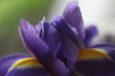 Bir çiçeğe yakın çekim