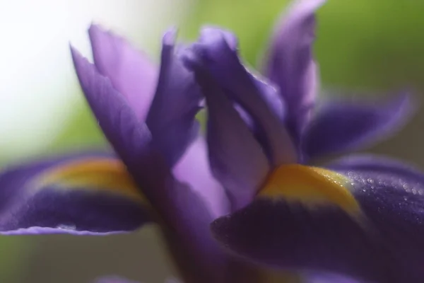 Um close-up de uma flor roxa — Fotografia de Stock