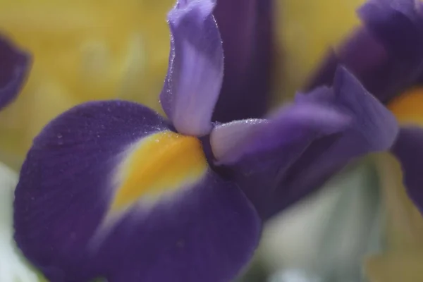 Um close de uma flor — Fotografia de Stock