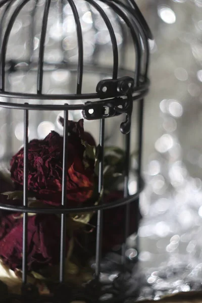 Um close de uma gaiola com rosas secas — Fotografia de Stock