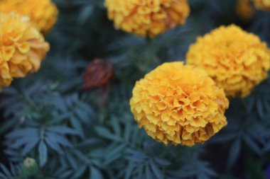 Bir çiçeğe yakın çekim