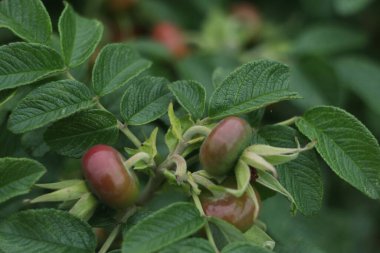 Bir bitkinin yakın çekimi.