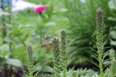 Yeşil bir bitkinin yakın çekimi.