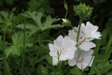 Bir çiçeğe yakın çekim