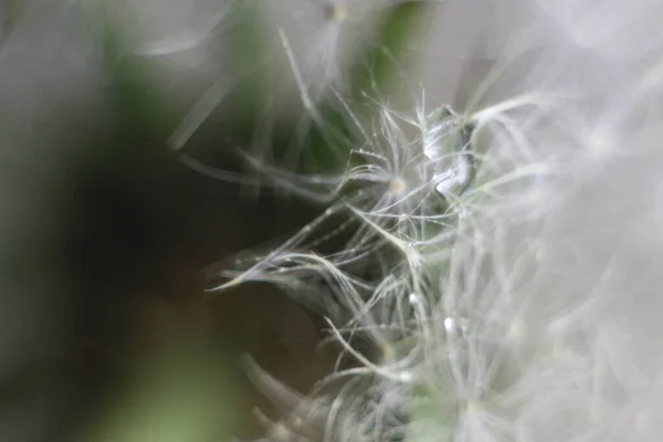 Een close-up van een plant — Stockfoto