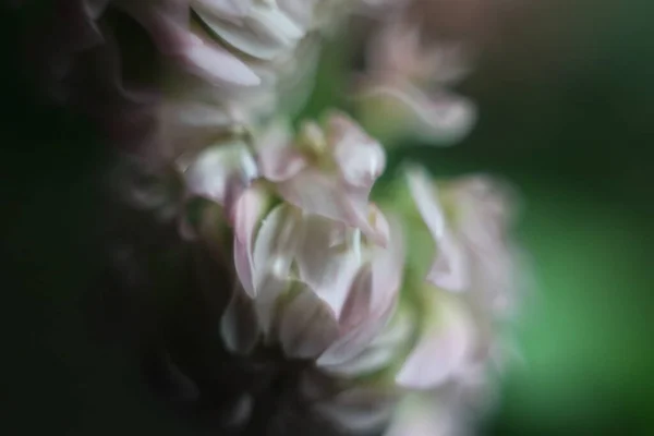 Un primo piano di un fiore — Foto Stock