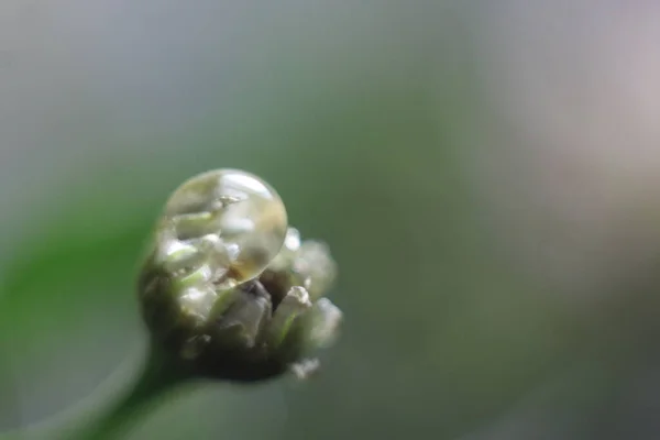 Um close de uma flor — Fotografia de Stock