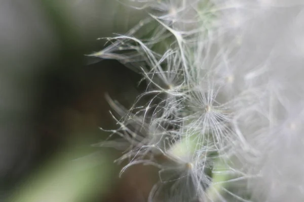 Een close-up van een plant — Stockfoto