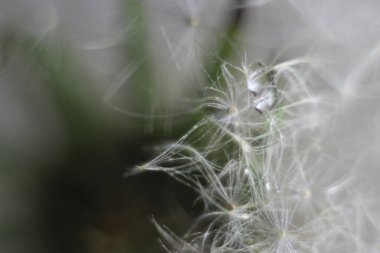 Bir bitkinin yakın çekimi.