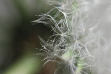 Bir bitkinin yakın çekimi.