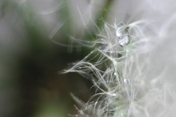 Een close-up van een bloem — Stockfoto