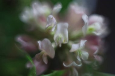 Bir çiçeğe yakın çekim