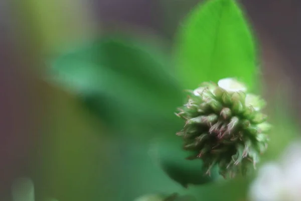 Bir çiçeğe yakın çekim — Stok fotoğraf