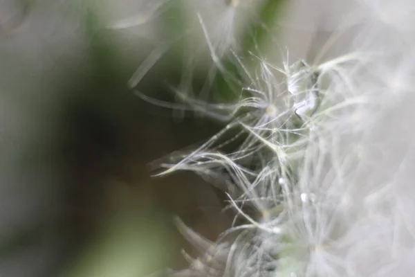 Een voorgrond van een bloem — Stockfoto