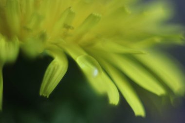 Bir çiçeğe yakın çekim