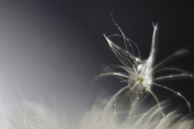 Bir çiçeğe yakın çekim